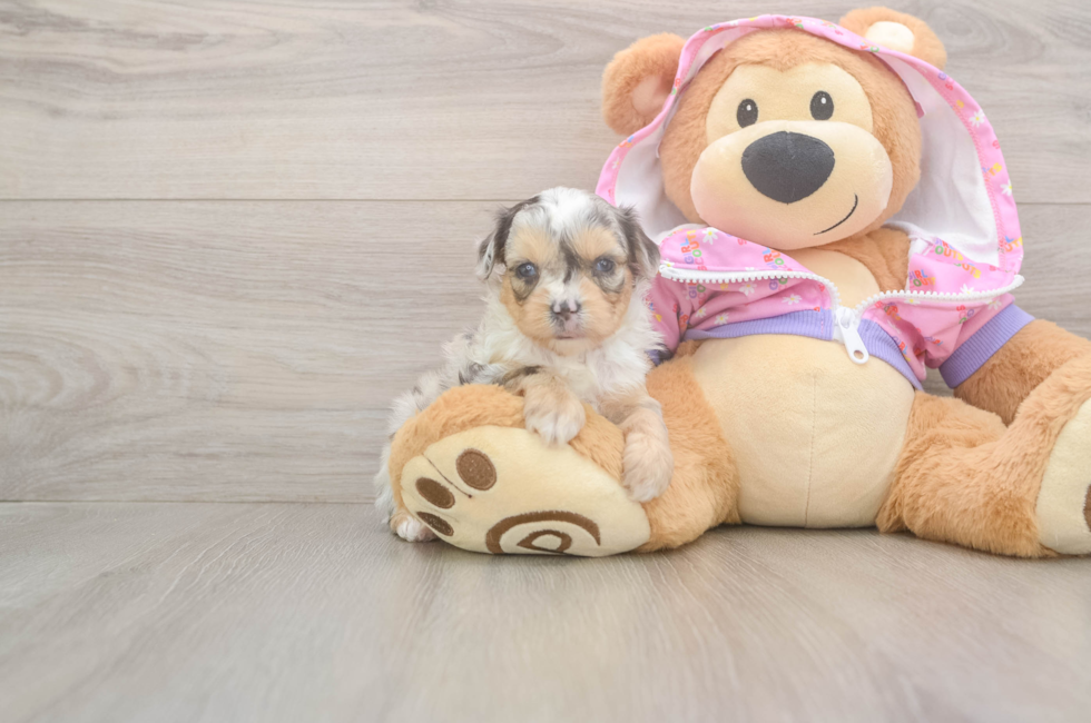 8 week old Mini Aussiedoodle Puppy For Sale - Florida Fur Babies