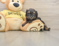 8 week old Mini Aussiedoodle Puppy For Sale - Florida Fur Babies