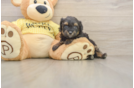 Best Mini Aussiedoodle Baby