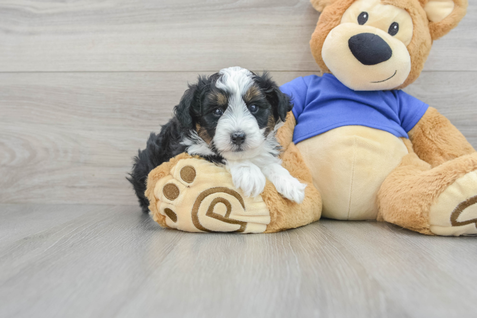 Mini Aussiedoodle Pup Being Cute
