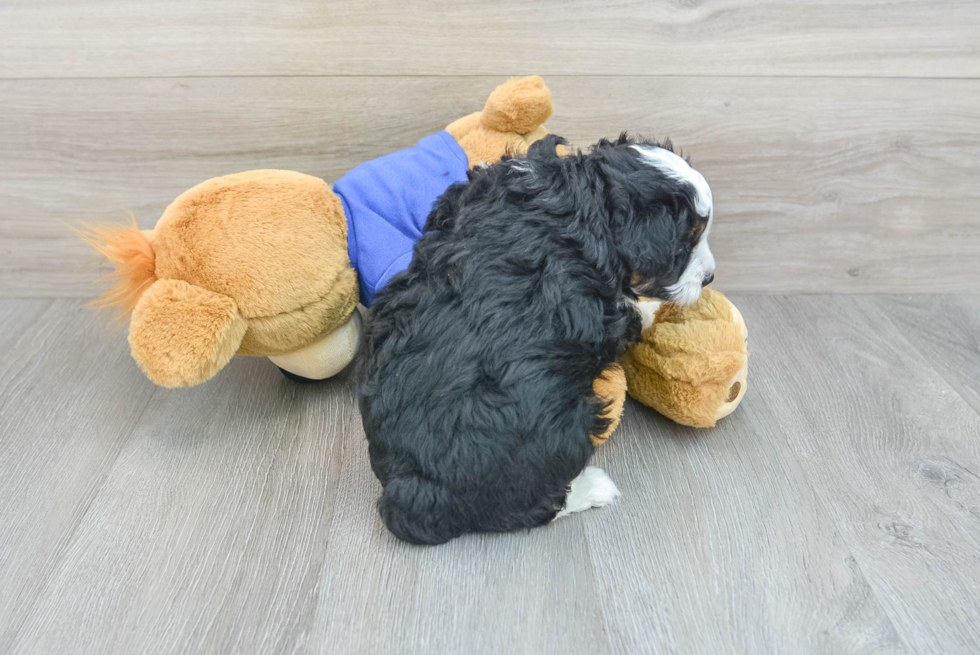 Mini Aussiedoodle Pup Being Cute
