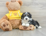 6 week old Mini Aussiedoodle Puppy For Sale - Florida Fur Babies