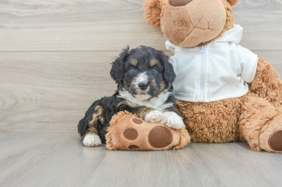 6 week old Mini Aussiedoodle Puppy For Sale - Florida Fur Babies