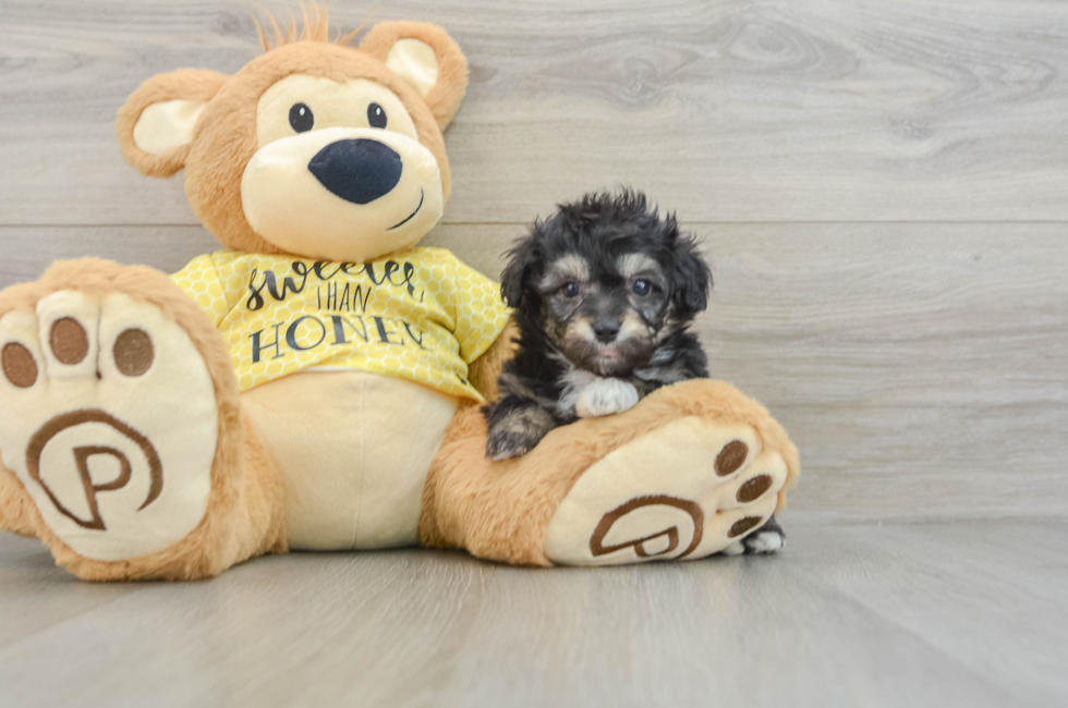 6 week old Mini Aussiedoodle Puppy For Sale - Florida Fur Babies