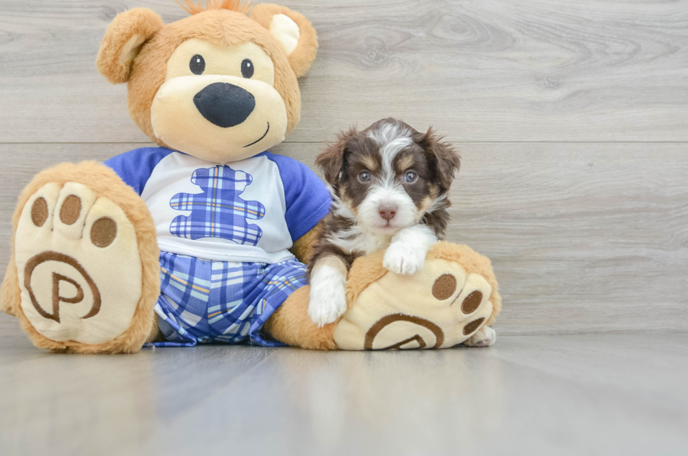 6 week old Mini Aussiedoodle Puppy For Sale - Florida Fur Babies