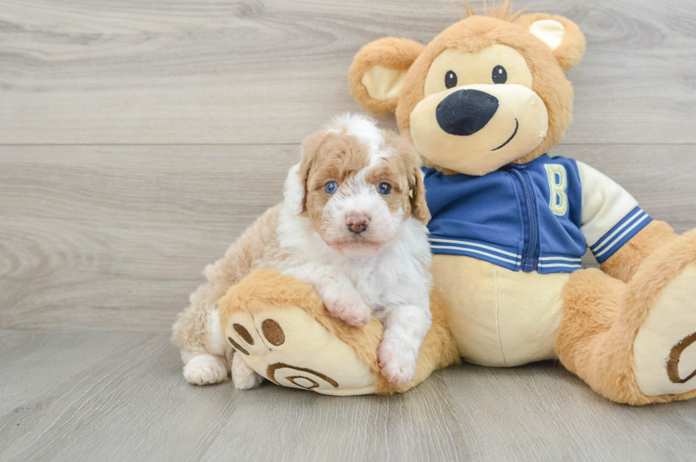 5 week old Mini Aussiedoodle Puppy For Sale - Florida Fur Babies