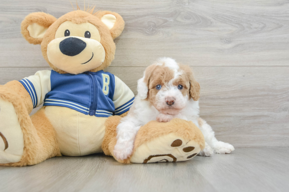 Funny Mini Aussiedoodle Poodle Mix Pup