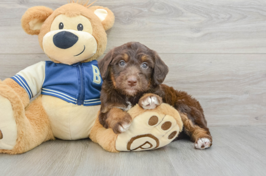 Funny Mini Aussiedoodle Poodle Mix Pup