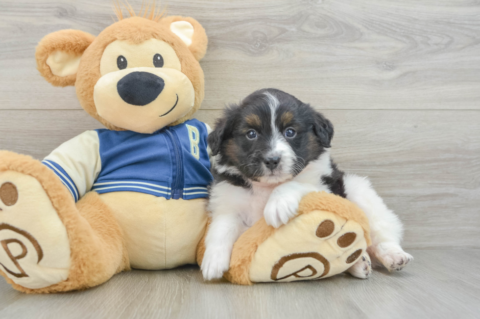 7 week old Mini Aussiedoodle Puppy For Sale - Florida Fur Babies