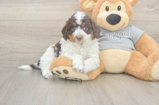 5 week old Mini Aussiedoodle Puppy For Sale - Florida Fur Babies Mini Aussiedoodle Pup Being Cute