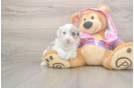 Mini Aussiedoodle Puppy for Adoption