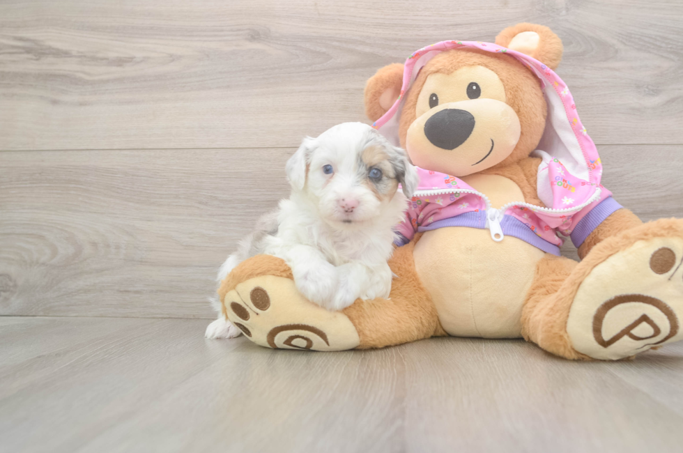 8 week old Mini Aussiedoodle Puppy For Sale - Florida Fur Babies