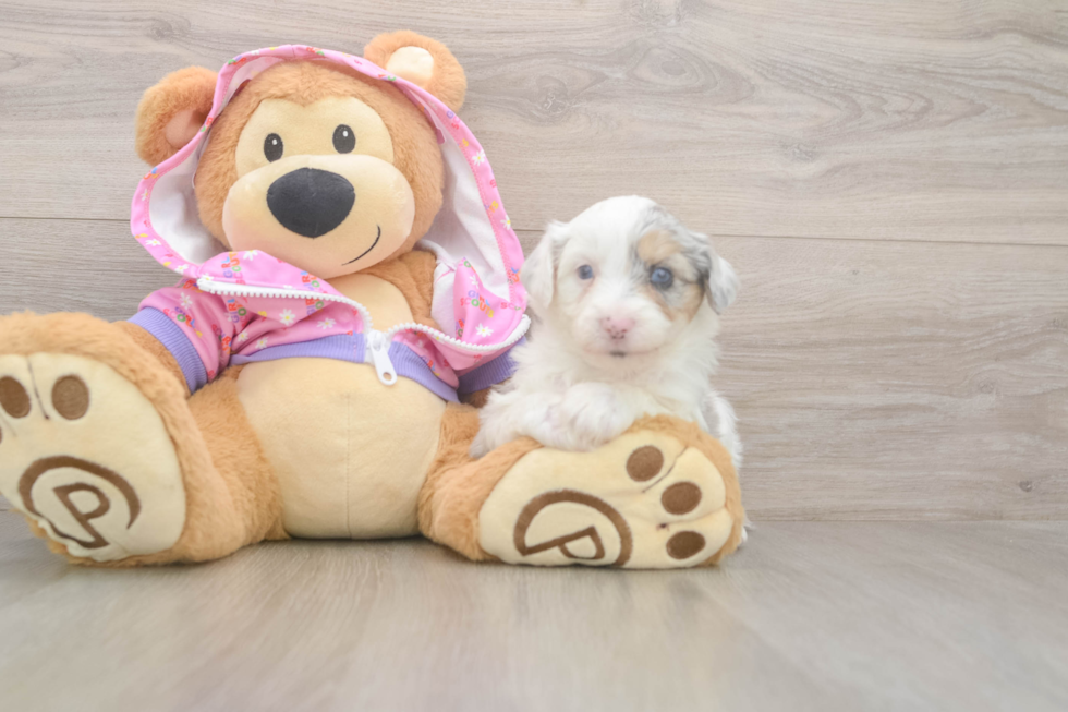 Best Mini Aussiedoodle Baby