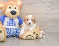 6 week old Mini Aussiedoodle Puppy For Sale - Florida Fur Babies