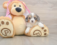 7 week old Mini Aussiedoodle Puppy For Sale - Florida Fur Babies