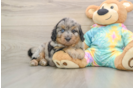 Mini Aussiedoodle Pup Being Cute
