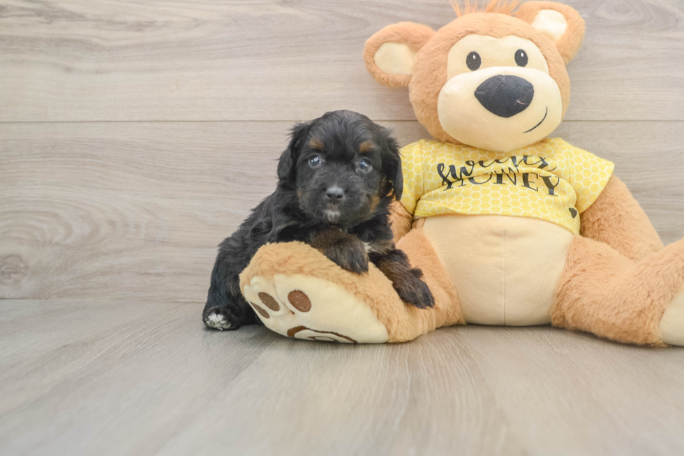 Adorable Aussiepoo Poodle Mix Puppy