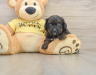 7 week old Mini Aussiedoodle Puppy For Sale - Florida Fur Babies