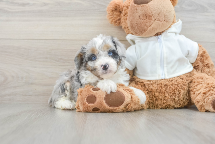 Mini Aussiedoodle Pup Being Cute