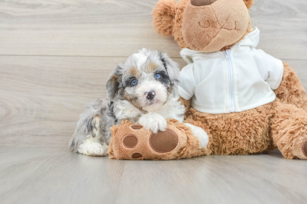 6 week old Mini Aussiedoodle Puppy For Sale - Florida Fur Babies