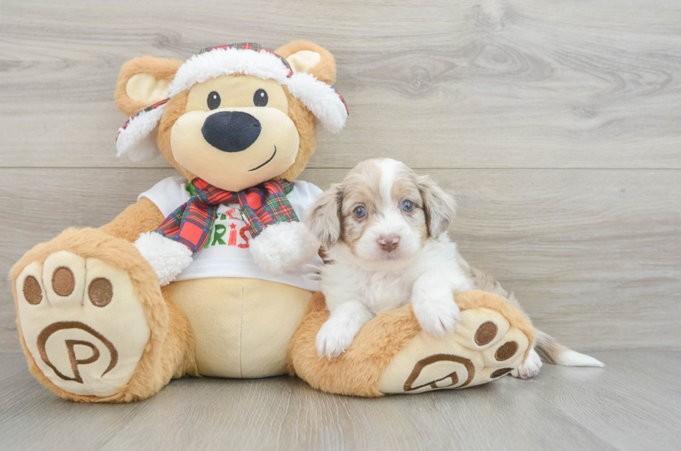 5 week old Mini Aussiedoodle Puppy For Sale - Florida Fur Babies