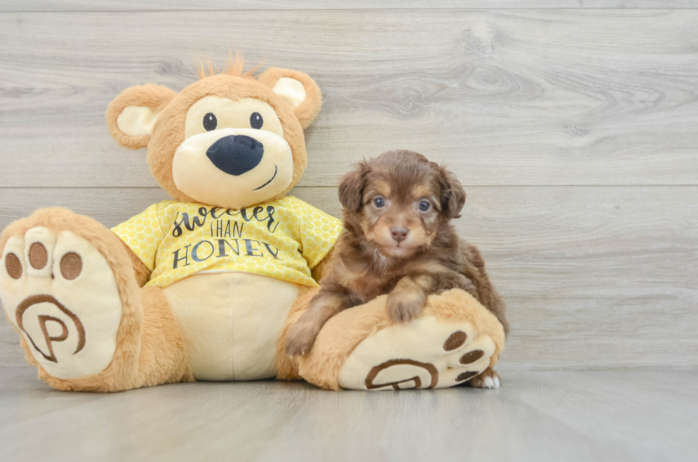 6 week old Mini Aussiedoodle Puppy For Sale - Florida Fur Babies