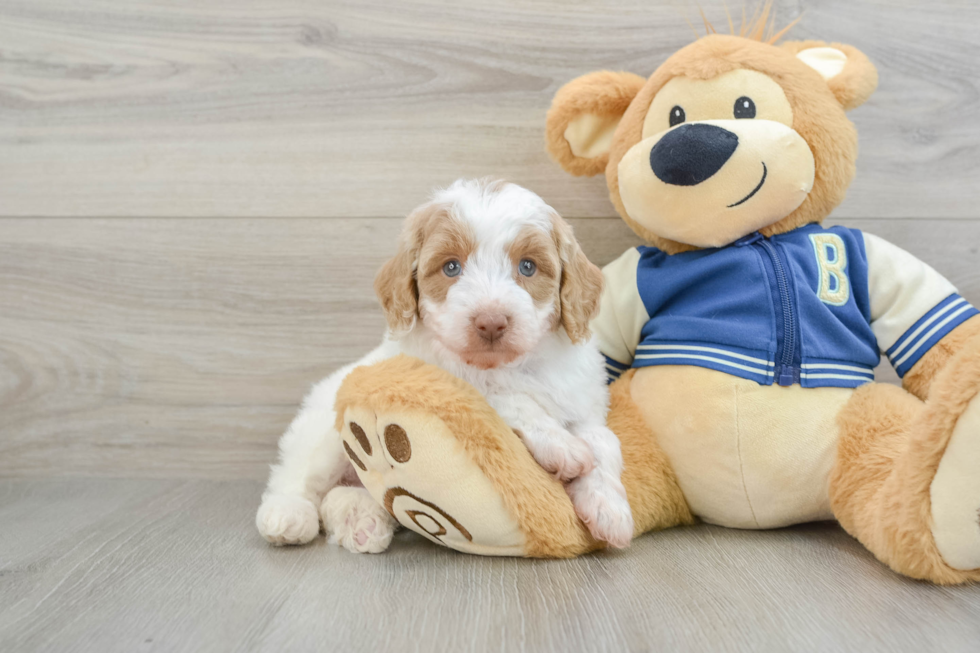 Cute Mini Aussiedoodle Baby