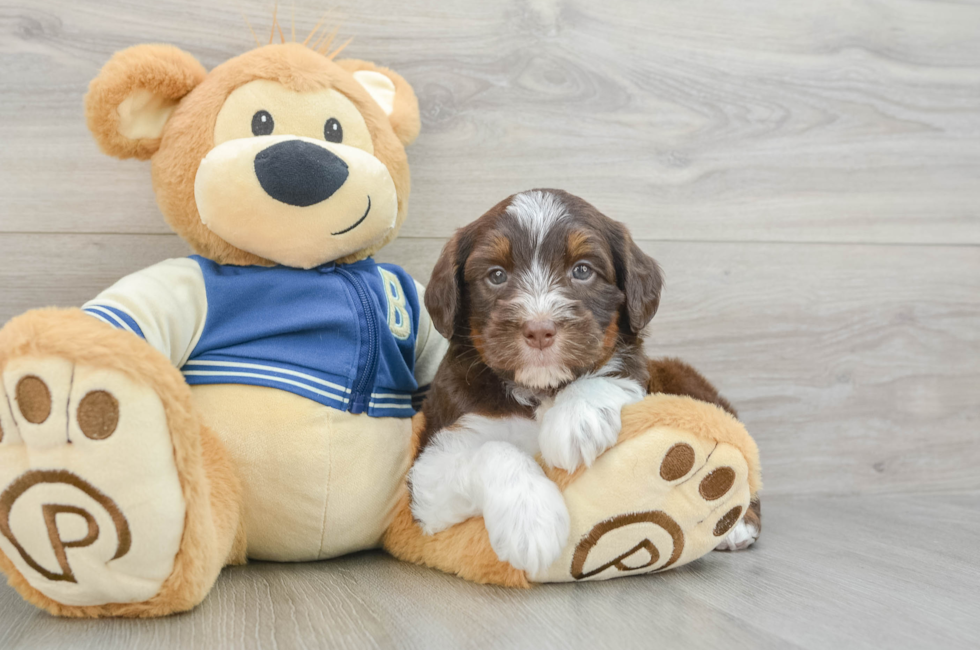 6 week old Mini Aussiedoodle Puppy For Sale - Florida Fur Babies