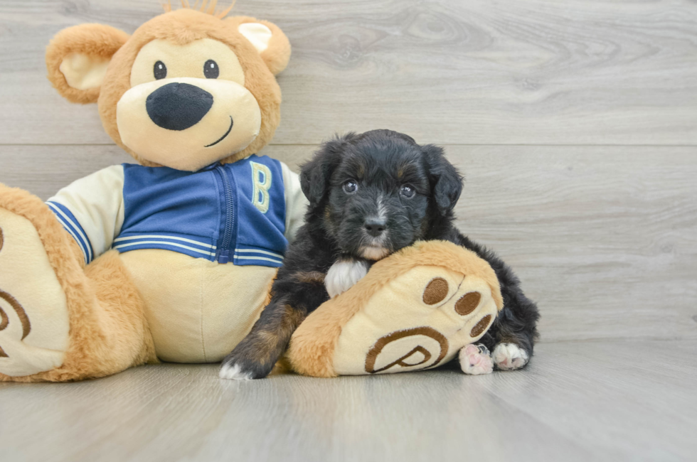 7 week old Mini Aussiedoodle Puppy For Sale - Florida Fur Babies