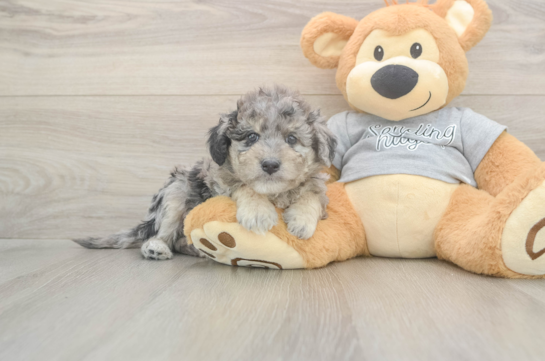 5 week old Mini Aussiedoodle Puppy For Sale - Florida Fur Babies Best Mini Aussiedoodle Baby