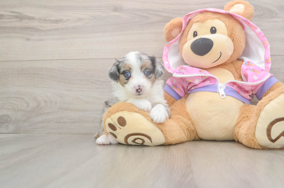 8 week old Mini Aussiedoodle Puppy For Sale - Florida Fur Babies