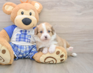 6 week old Mini Aussiedoodle Puppy For Sale - Florida Fur Babies