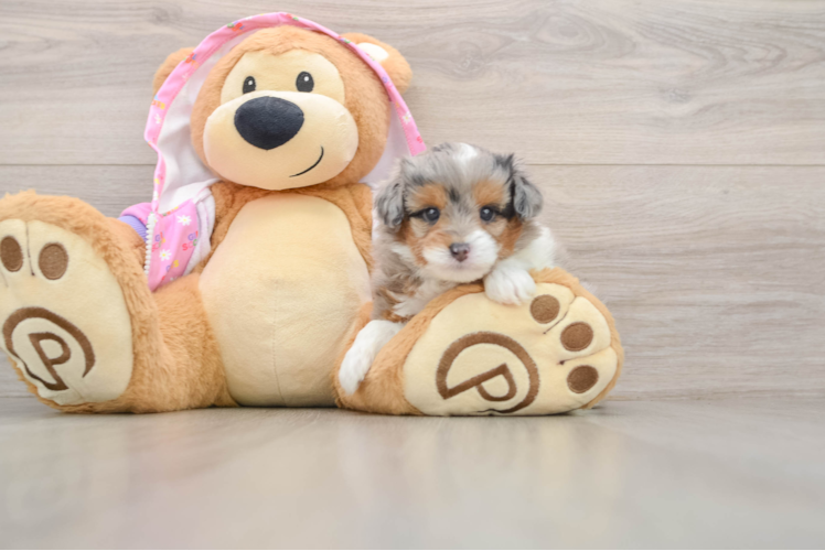 Mini Aussiedoodle Pup Being Cute