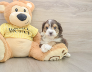 7 week old Mini Aussiedoodle Puppy For Sale - Florida Fur Babies