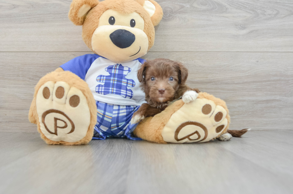 6 week old Mini Aussiedoodle Puppy For Sale - Florida Fur Babies