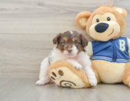 8 week old Mini Aussiedoodle Puppy For Sale - Florida Fur Babies