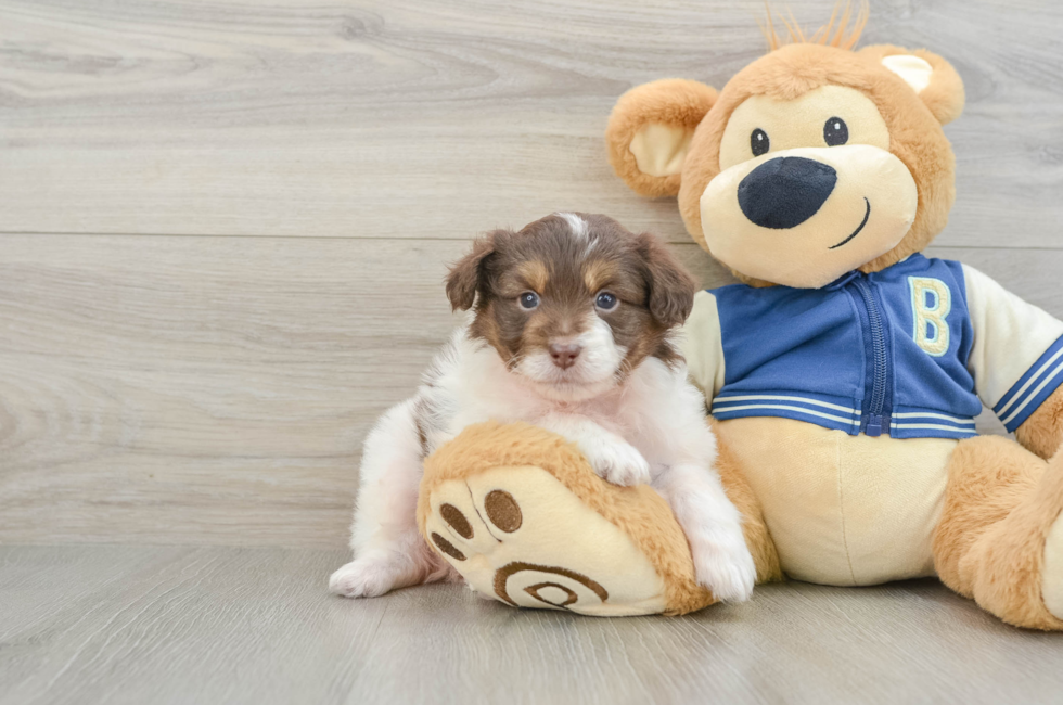 7 week old Mini Aussiedoodle Puppy For Sale - Florida Fur Babies
