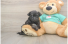Friendly Mini Aussiedoodle Baby