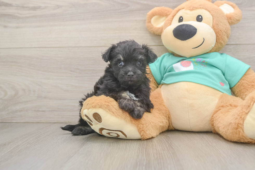 Friendly Mini Aussiedoodle Baby