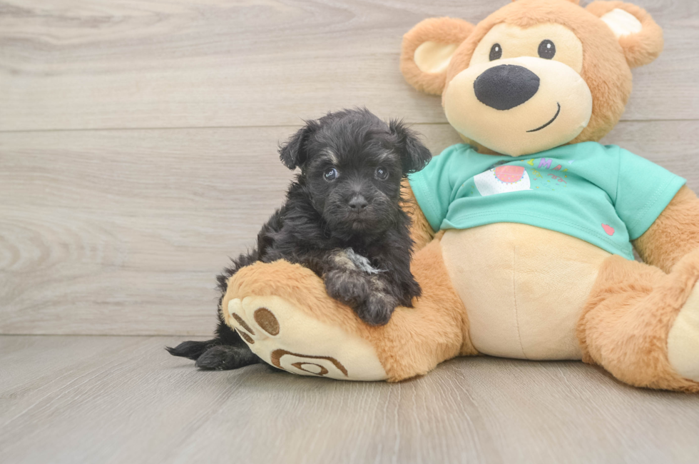 5 week old Mini Aussiedoodle Puppy For Sale - Florida Fur Babies