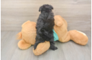 Playful Mini Aussiepoodle Poodle Mix Puppy