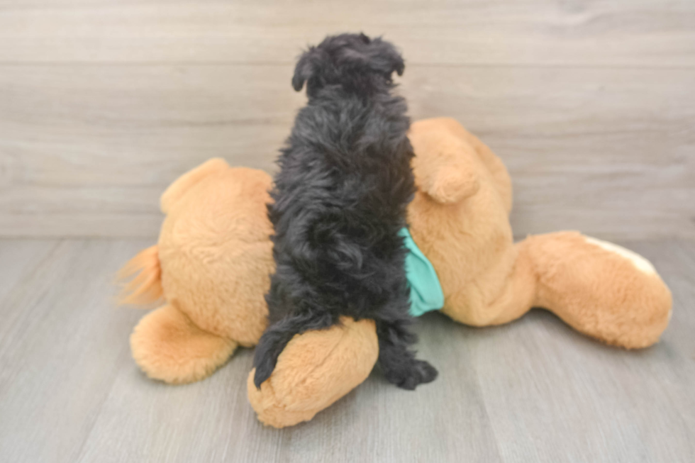 Playful Mini Aussiepoodle Poodle Mix Puppy