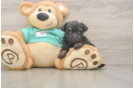 Mini Aussiedoodle Puppy for Adoption