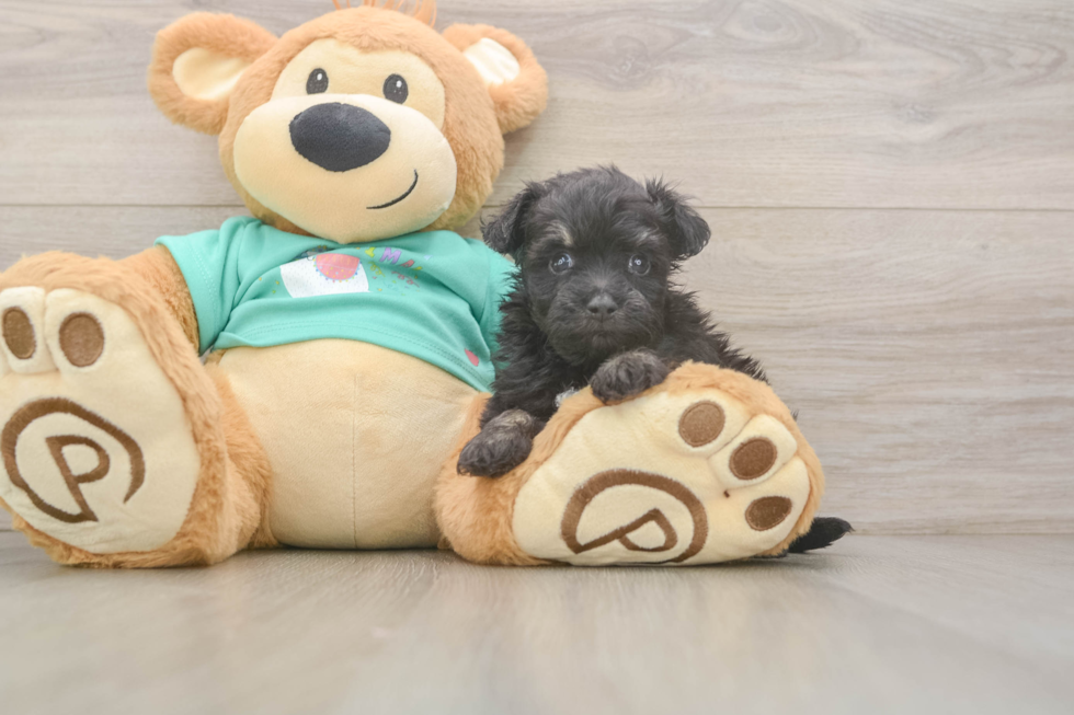 Mini Aussiedoodle Puppy for Adoption