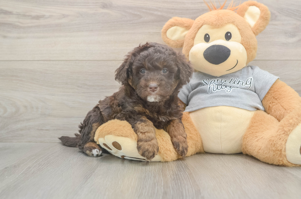 5 week old Mini Aussiedoodle Puppy For Sale - Florida Fur Babies