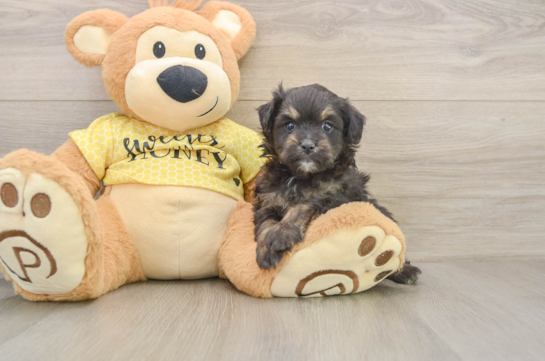 Mini Aussiedoodle Puppy for Adoption