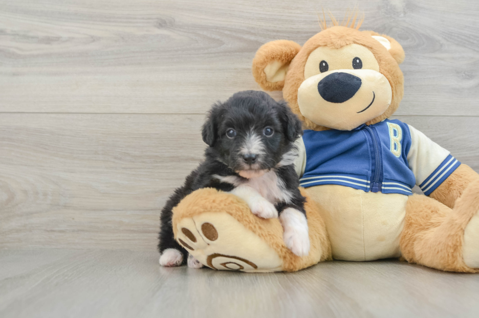 7 week old Mini Aussiedoodle Puppy For Sale - Florida Fur Babies