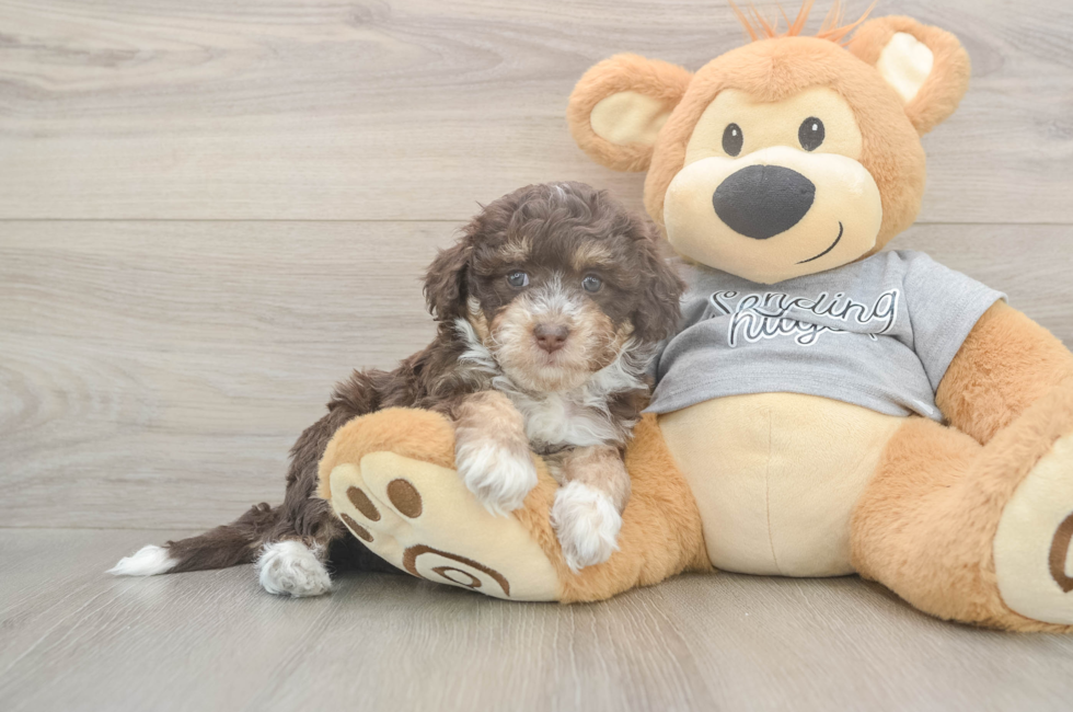 5 week old Mini Aussiedoodle Puppy For Sale - Florida Fur Babies