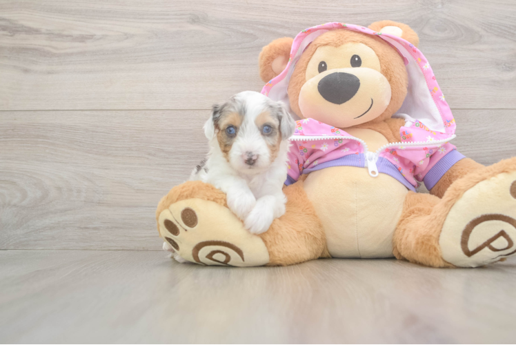 Mini Aussiedoodle Puppy for Adoption