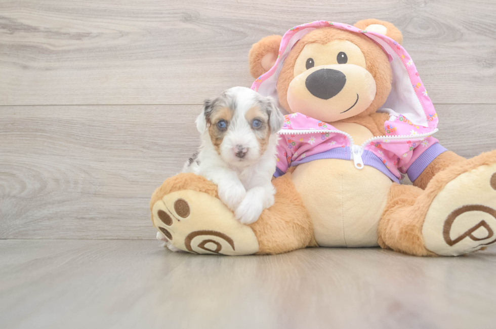 8 week old Mini Aussiedoodle Puppy For Sale - Florida Fur Babies